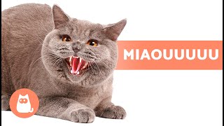 MIAULEMENTS de CHATS EN COLÈRE😾🔊 CHATS qui MIAULENT FORT !