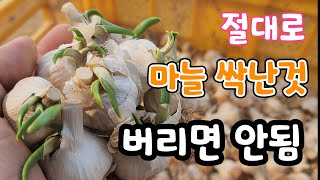 마늘 싹난것 절대로 버리지 마세요 이렇게 하면 대박!
