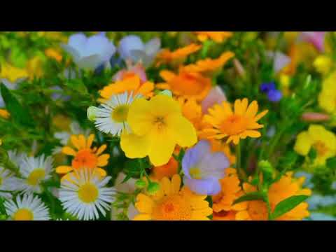 Opwekking 821 Kom en zing een vreugdelied 1B