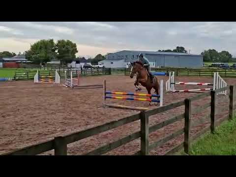 4YO Gelding. 170cms. - Image 2