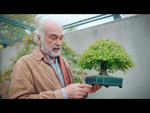 The Definition of Suave | The Bonsai Museum of Luis Vallejo