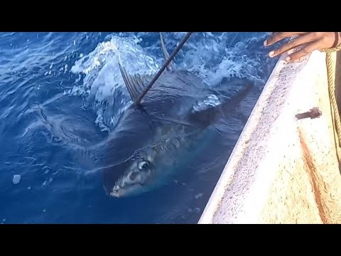 Giant fishing for yellowfin tuna fish  catching skills handline fishing video amazing fishing