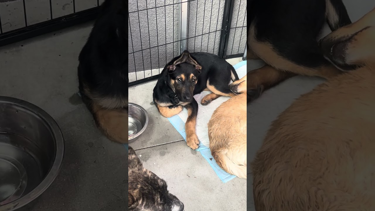 Enlarge Honey Bear, an adoptable mixed breed in Carlsbad, CA video 3/5