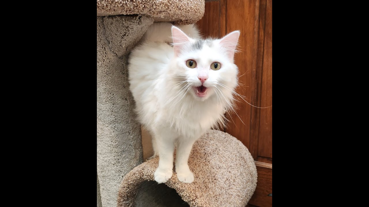 Snowball, a ADOPTABLE mixed breed in Oklahoma City, OK video 5/5