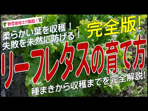 子羊のレタスの収穫: 正しいやり方は?