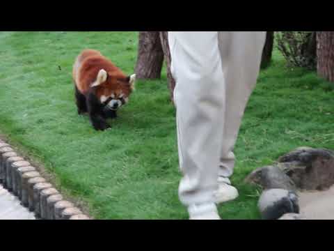 #1-16 Nov 2023 Red panda at Adventure world, Japan