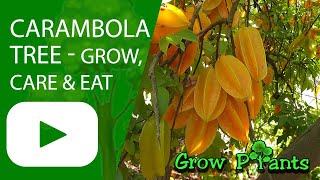 Carambola tree – grow, care & eat a lot (Starfruit plant)
