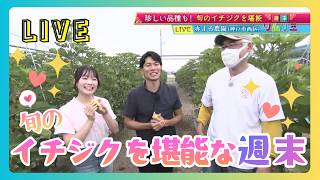 【週末ソムリエ】神戸市西区の完熟イチジクの魅力を生中継で紹介