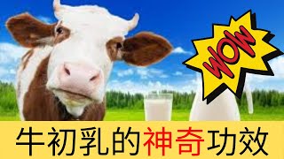 Download lagu 超級食物牛初乳｜【有病醫病，冇病補身】咁神奇? mp3