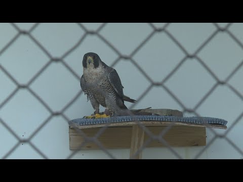 Raptor Rehab treating birds ingesting poison in Louisville's east end