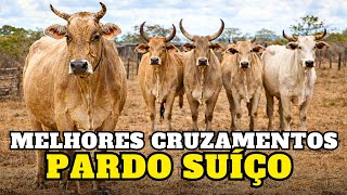 por que essa raça leiteira quase sumiu do Brasil? Os Melhores Cruzamentos 