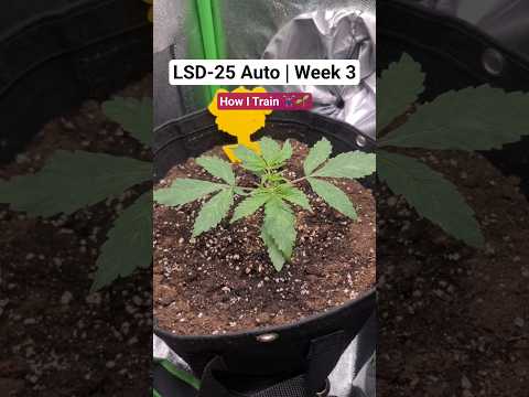 LSD-25 Auto by FastBuds | Week 3 - LST + Defoliation
