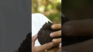 How brazil nuts are harvested #shorts #brazilnuts #sustainability #amazonrainforest #deforestation