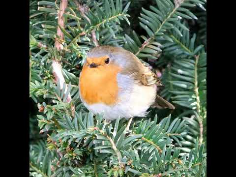 West ham career mode s2ep5