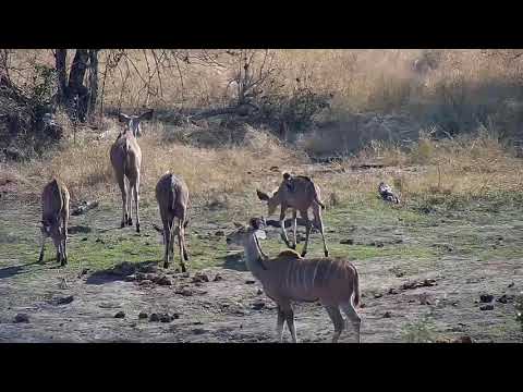 Djuma: Kudus at shallow end of dam - 09:48 - 08/13/20