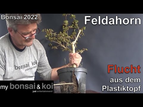 Bonsai 2022-56 - Feldahorn - Acer campestre - Flucht aus dem Plastiktopf