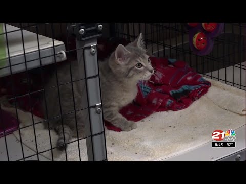 Furry Friends: Kirby has three legs, big heart - KTVZ