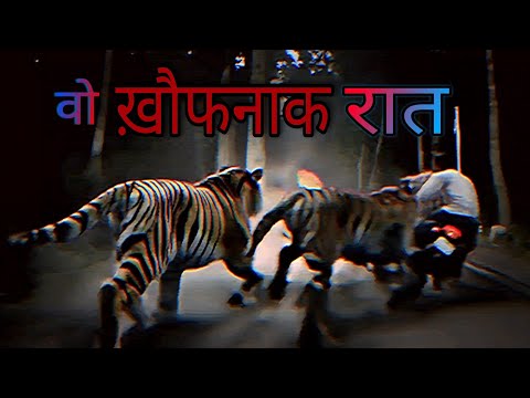 "3 दोस्त... 2 बाघ... और ख़ौफनाक जंगल की रात" 