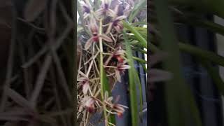 Download lagu Maaf ralat,ini anggrek spesies cymbidium bicolor berbunga perdana mp3