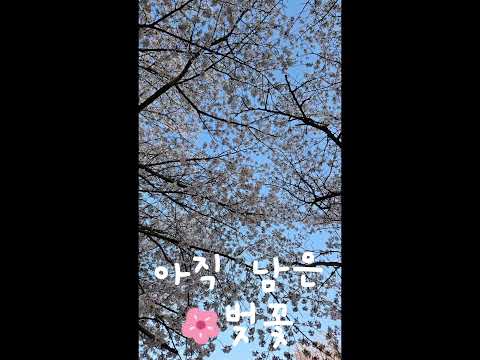 [SNS직원서포터즈] 벚꽃보러 군위로