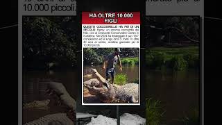 Il coccodrillo di 124 anni con più di 10.000 figli