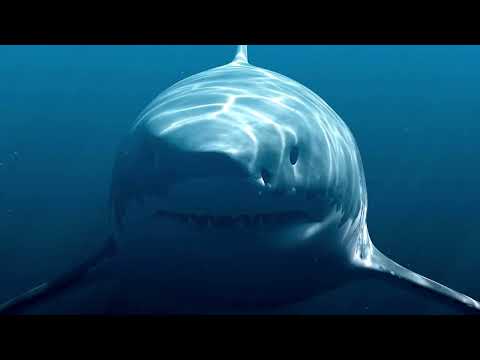 God's Ocean Guardians: Unraveling The Sacred Secrets Of Sharks | Divine Designs