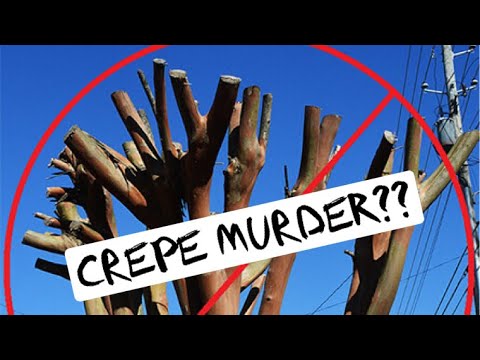 How to Trim Crepe Myrtles Correctly