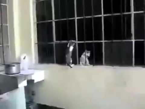 കാമുകിയെ  കമുകാൻ  വീട്ടിൽ നിന്ന്  അടിച്ചു കൊണ്ടുപോകുനത്  കണ്ടോ