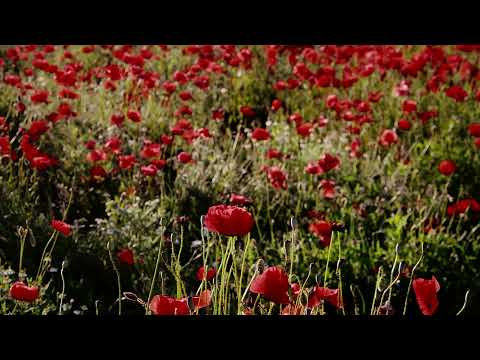 9 H Blossoming Field of Poppies for Calming, Relaxing,  Meditation, Stress Relief, Sleep, Study