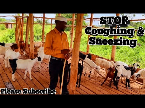 , title : 'How to prevent sneezing and coughing in Goats | Kimd Farm'