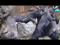 Jealous Riki attacks mother Momoko. He wants do play with baby gorilla Sumomo? | Gorilla Haoko Troop