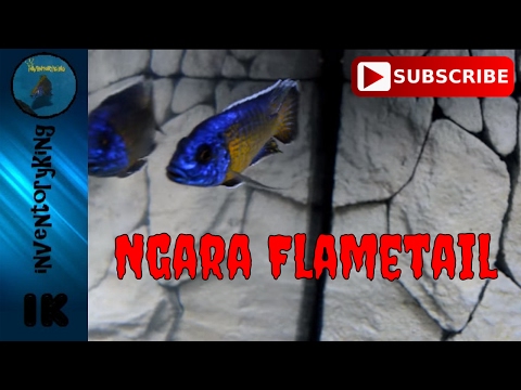 download lagu mp3 mp4 Aulonocara Ngara Flametail, download lagu Aulonocara Ngara Flametail gratis, unduh video klip Download Aulonocara Ngara Flametail Mp3 dan Mp4 Free All Gratis