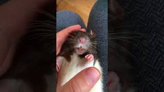 Download lagu Happy rat bruxing and boggling mp3