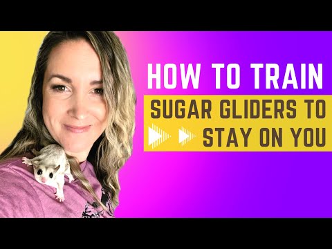 "STAY ON ME Training" | Training Sugar Gliders to STAY ON YOU