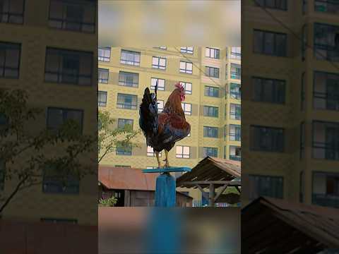 Ketika Kesabaran Seorang Kakek Akhirnya Runtuh #cuplikanfilm