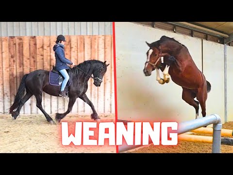 Weaning Time for Elvis! | Can He Really Jump That High? For Sale | Who Will I Ride | Friesian Horses