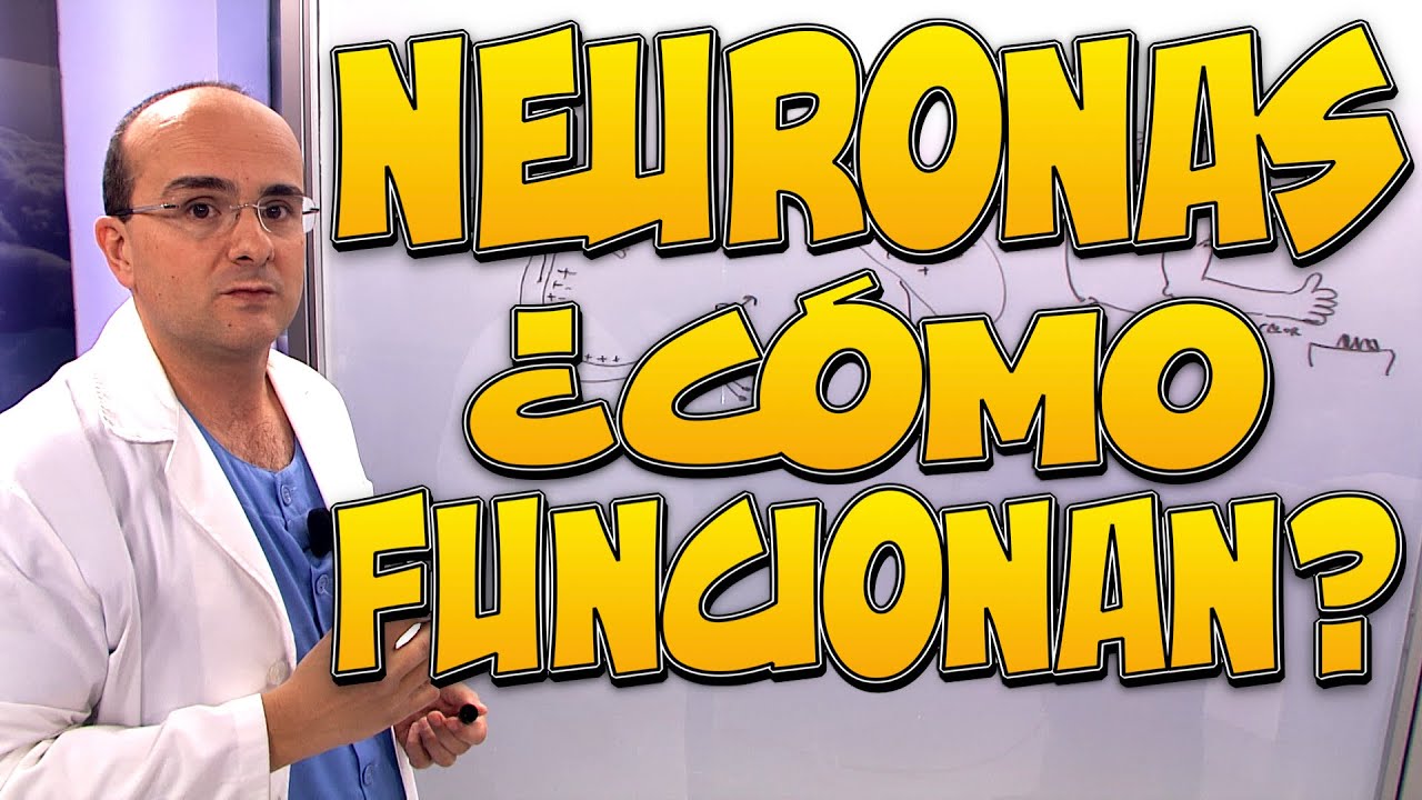 NEURONAS, ¿Cómo funcionan?