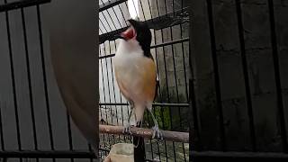 Download lagu CENDET SEMBUR GACOR ISIAN UNIK, Ada yang tau isian apa❓ mp3