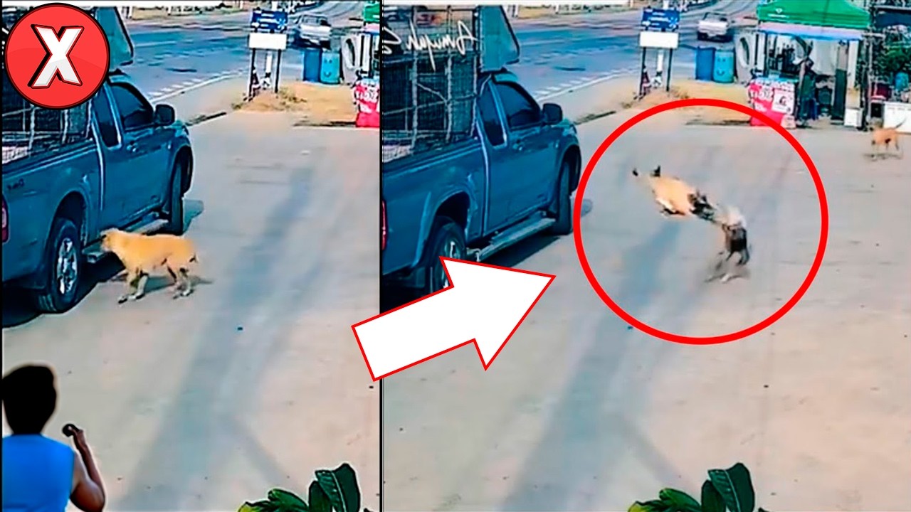 52 Vídeos Que Ninguém Consegue Explicar