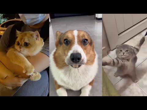 Funny Dogs And Cat Videos | SHARON | ANIMAL's ENIGMA