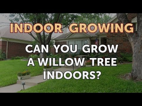 How to Regrow a Broken Aloe Leaf