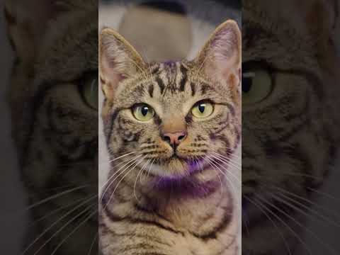 REAL CATS REACT to Pixar's Trailer for Gatto