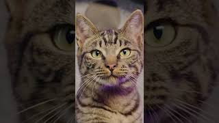 REAL CATS REACT to Pixar's Trailer for Gatto