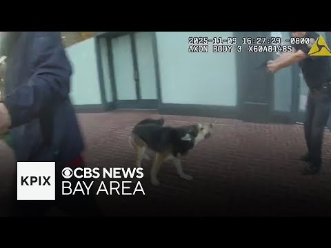 San Francisco police release video of officer shooting man and dog