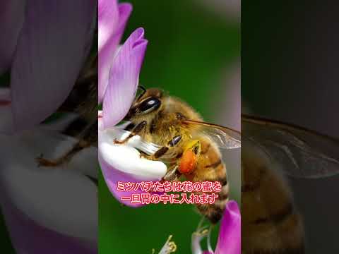 ミツバチの好きな花のリスト: 花粉媒介者を引き寄せる 20 以上の蜂蜜植物!  庭園