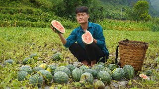 2 Year living in forest, Harvest watermelon gardens to sell, Forest life