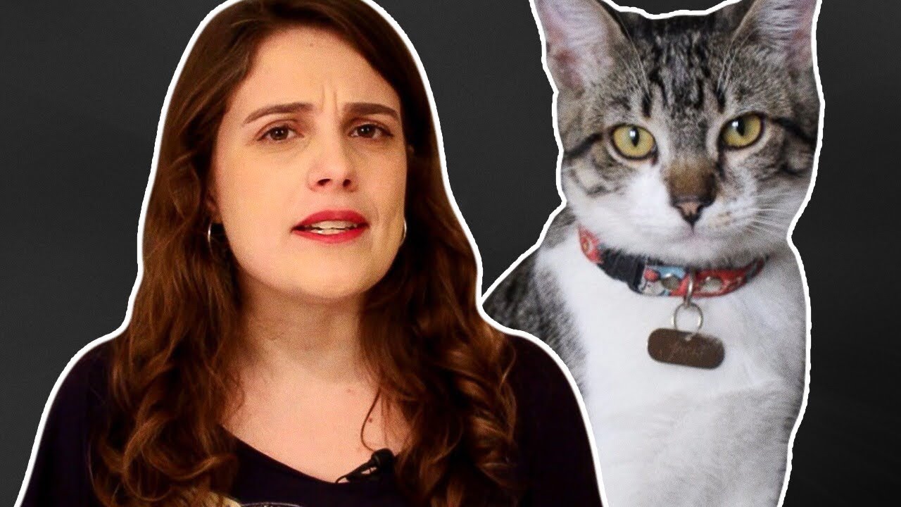 Quando dar vacina no gato?