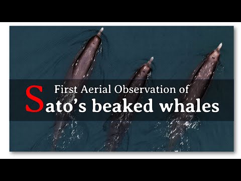 First aerial observation of Sato's beaked whales (Berardius minimus)