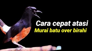 Download lagu quick way to overcome over-excited magpie robins mp3