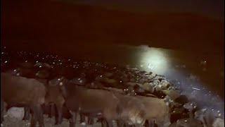 YAYLAYA DÖNÜŞ YOLU  Kadın Kaçıran Ayı Hikayesi